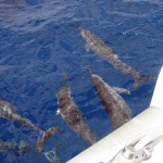 Delfini a prua del catamarano
