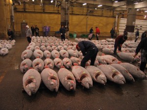 Mercato del tonno in Giappone